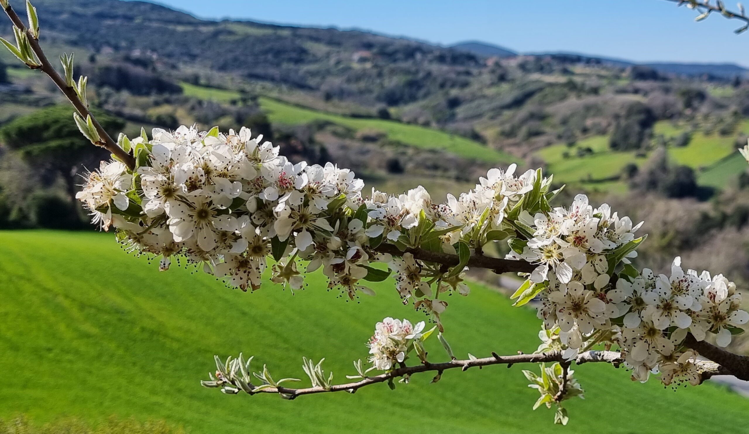 Sbocciare sul ramo